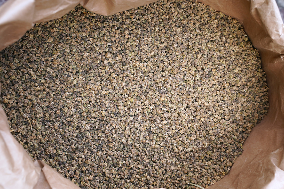 Kiedy siać buraki? Sprawdź optymalne terminy i zasady siewu